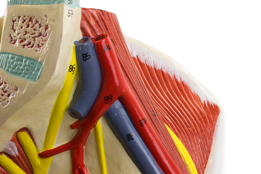 Leg Muscle Model, Detachable, 13 Parts