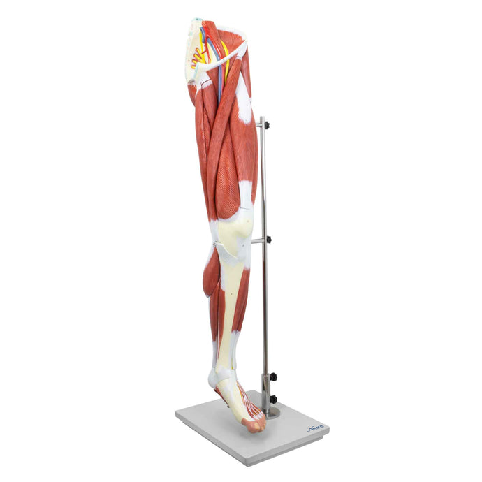 Leg Muscle Model, Detachable, 13 Parts
