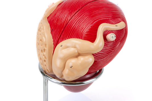 Prostate Model, 3X Enlarged, 2 Parts