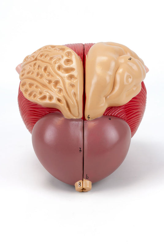 Prostate Model, 3X Enlarged, 2 Parts
