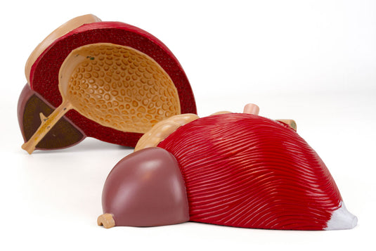 Prostate Model, 3X Enlarged, 2 Parts