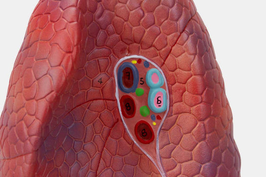 Modelo de Pulmón, 2 Piezas [SKU: MG30887]