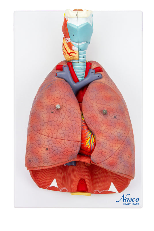 Lungs with Larynx Model, 7-Parts