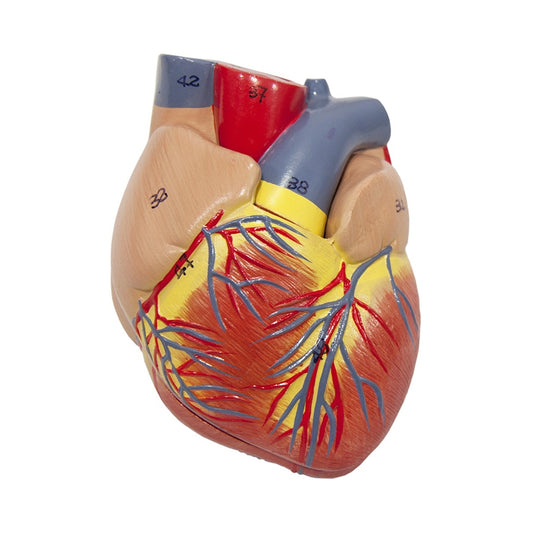 Longen met Larynx Model, 7-Delen [SKU: MG30888]