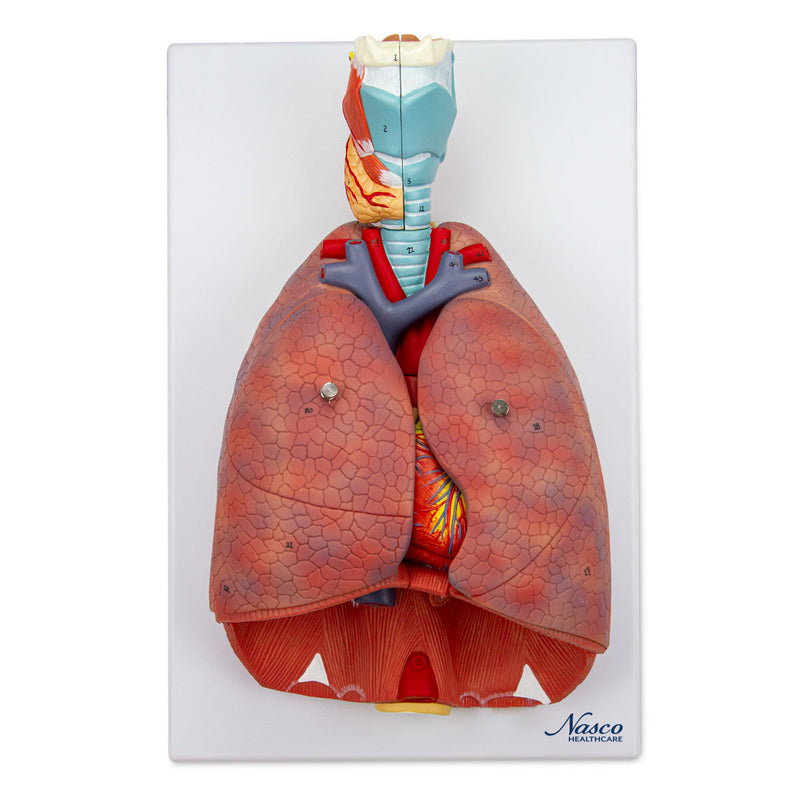 Afbeelding laden in Galerijviewer, Longen met Larynx Model, 7-Delen [SKU: MG30888]
