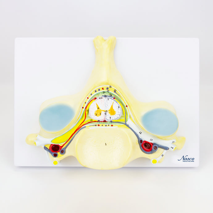 5th Cervical Vertebra, 7X Enlarged