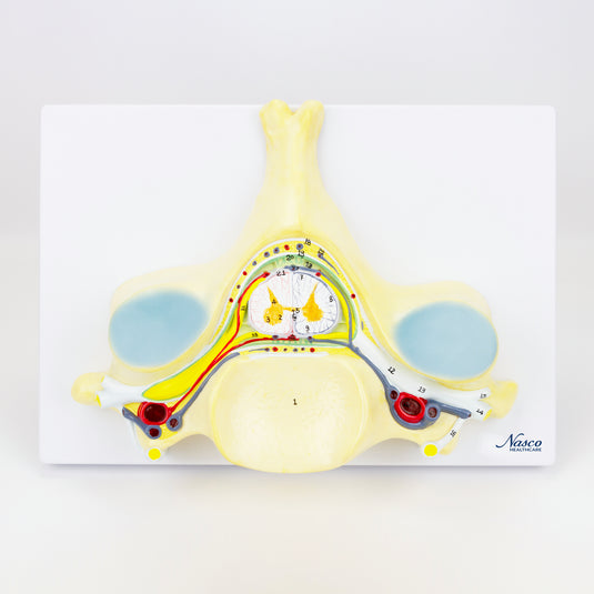 5th Cervical Vertebra, 7X Enlarged