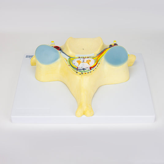 5th Cervical Vertebra, 7X Enlarged