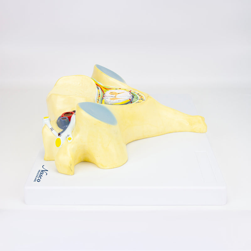 Cargue la imagen en el visor de la galería, 5ª Vértebra Cervical, 7X Ampliada [SKU: MG30911]
