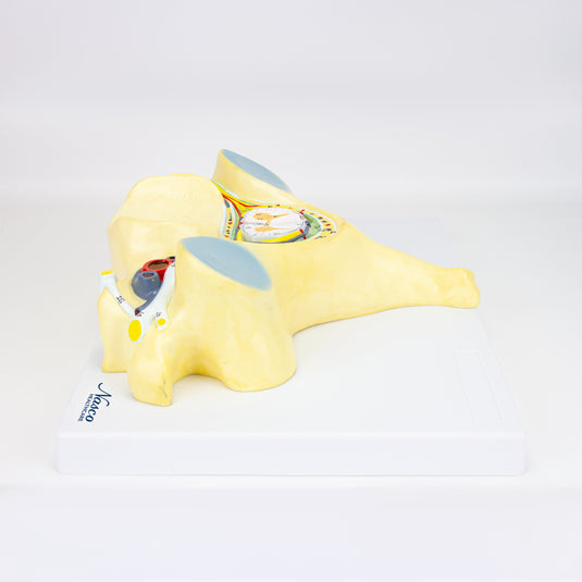 5ª Vértebra Cervical, 7X Ampliada [SKU: MG30911]