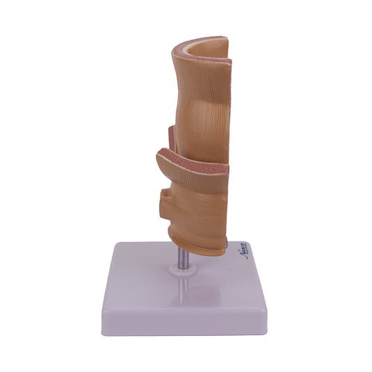 Model Wasir, Diperbesar 5X [SKU: MG31005]