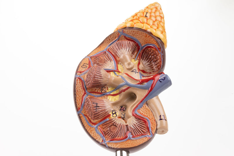 Load image into Gallery viewer, Kidney with Adrenal Gland Model, 2 Parts

