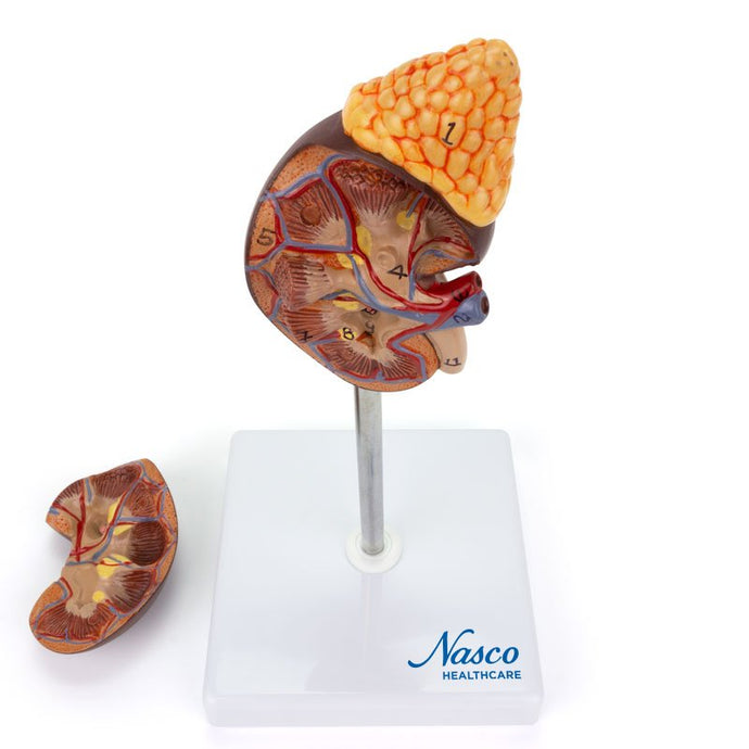 Kidney with Adrenal Gland Model, 2 Parts