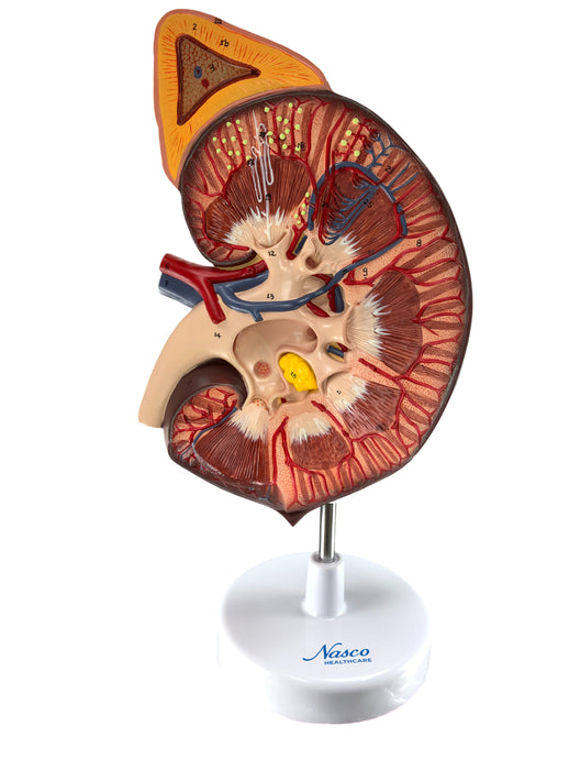 Kidney with Adrenal Gland Model, 3X Enlarged