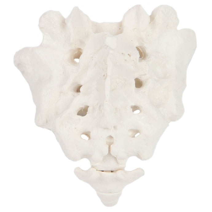 Sacrum and Coccyx Model