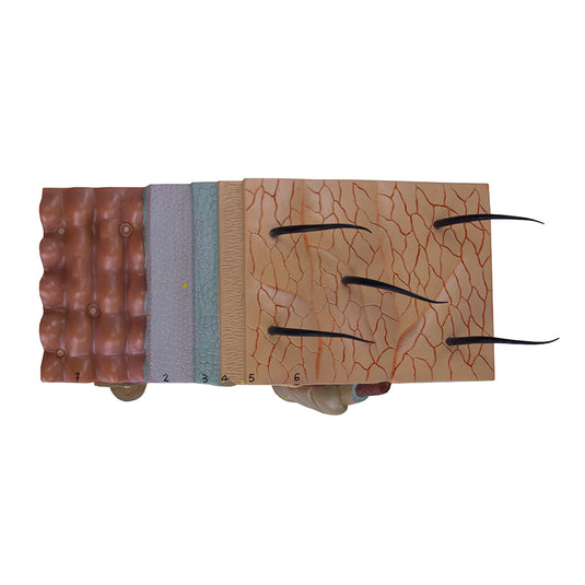 Skin Section Model, 50X Enlarged