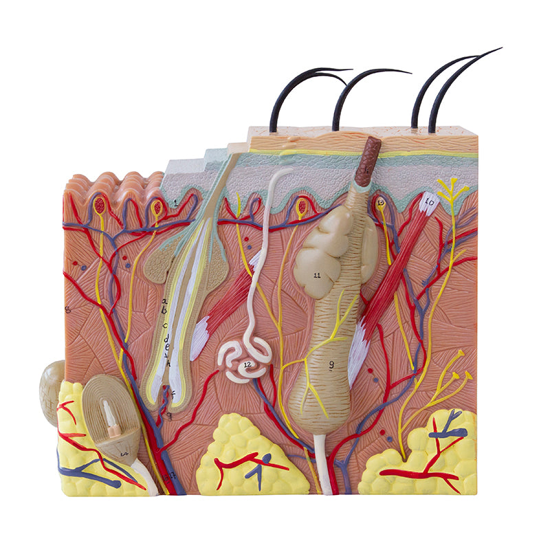 Load image into Gallery viewer, Skin Section Model, 50X Enlarged
