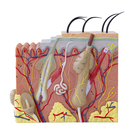Skin Section Model, 50X Enlarged