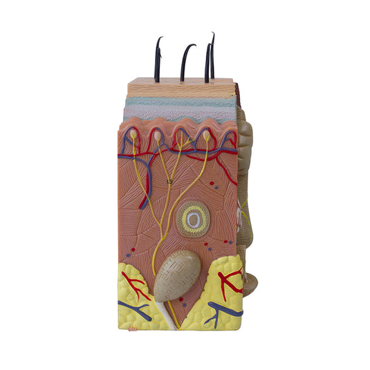 Skin Section Model, 50X Enlarged