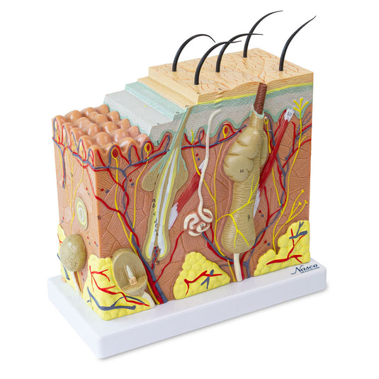 Skin Section Model, 50X Enlarged