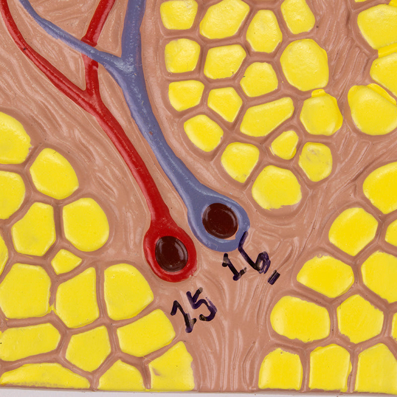 Load image into Gallery viewer, Skin Section Model, 70X Enlarged
