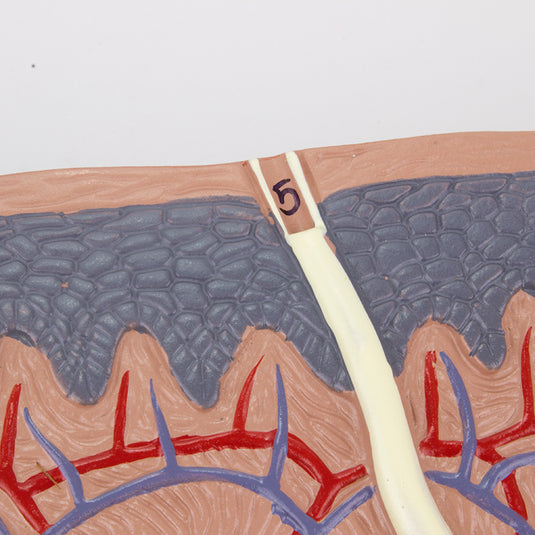 Skin Section Model, 70X Enlarged