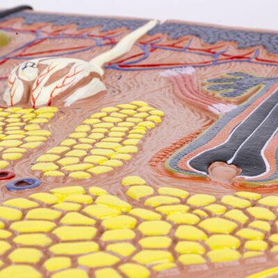 Load image into Gallery viewer, Skin Section Model, 70X Enlarged
