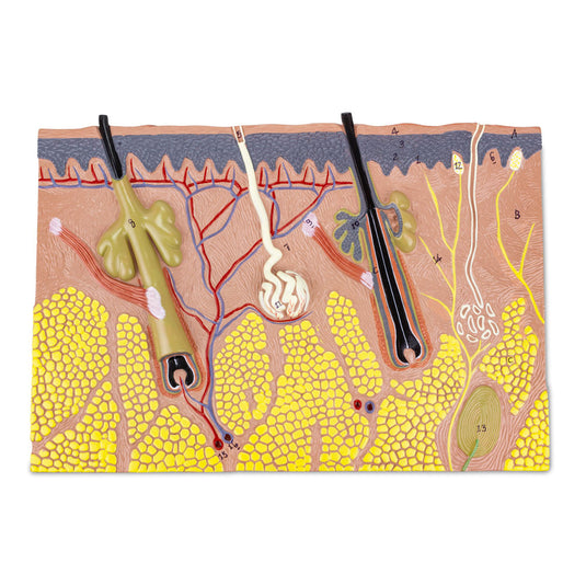 Skin Section Model, 70X Enlarged