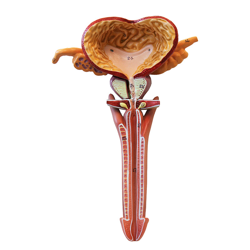 將圖像載入到圖庫檢視器中， Male Reproductive Organ Section Model
