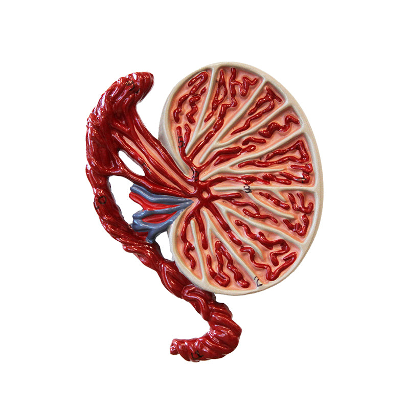 將圖像載入到圖庫檢視器中， Male Reproductive Organ Section Model
