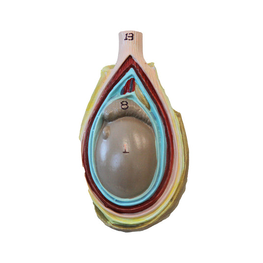 Male Reproductive Organ Section Model