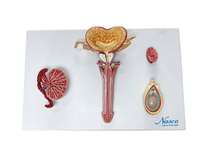 Male Reproductive Organ Section Model