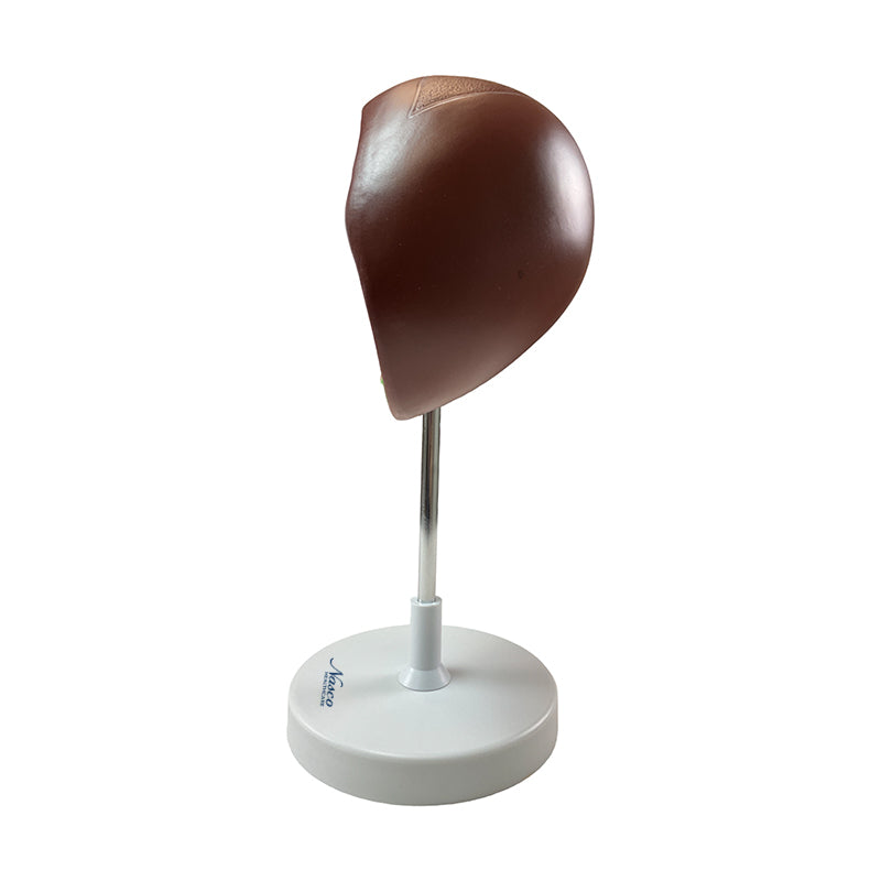 Load image into Gallery viewer, Liver Section with Gallbladder Model, 1.5X Enlarged
