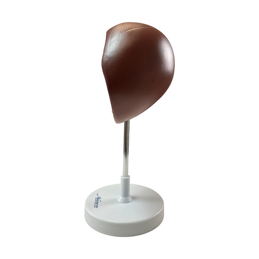 Liver Section with Gallbladder Model, 1.5X Enlarged