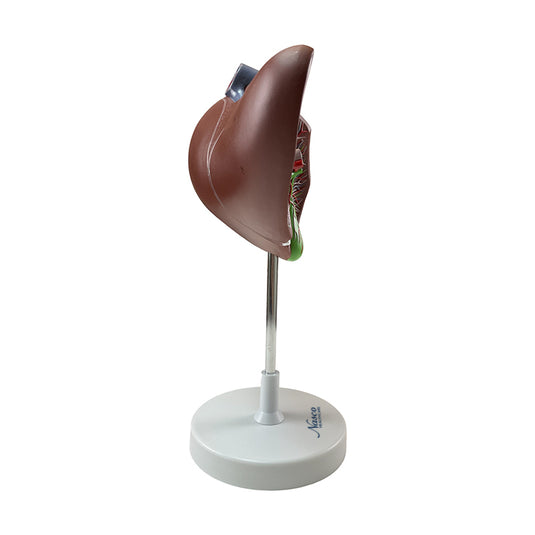 Liver Section with Gallbladder Model, 1.5X Enlarged