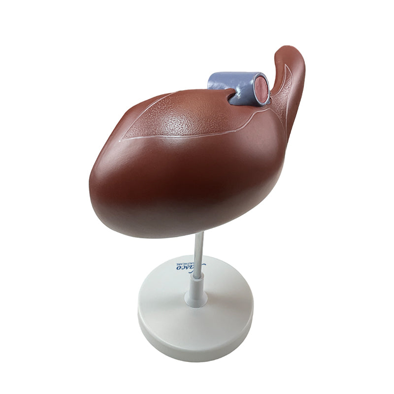 Load image into Gallery viewer, Liver Section with Gallbladder Model, 1.5X Enlarged
