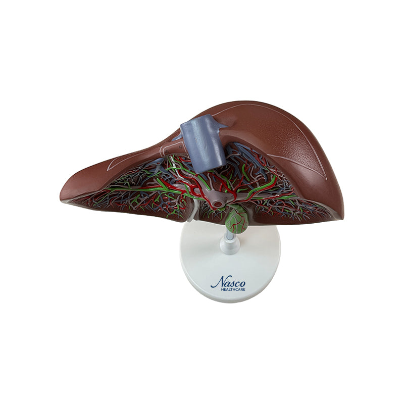 Load image into Gallery viewer, Liver Section with Gallbladder Model, 1.5X Enlarged
