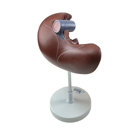 Liver Section with Gallbladder Model, 1.5X Enlarged