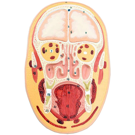 Model głowy frontalnej i bocznej [SKU: MG31108]
