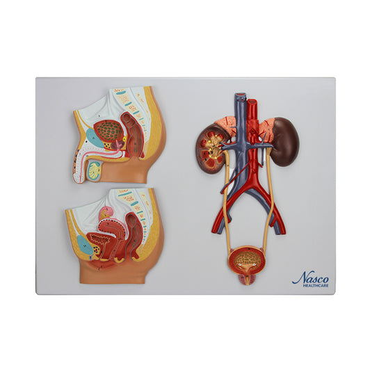 Modèle de coupe transversale des voies urinaires masculines et féminines [SKU : MG31111]