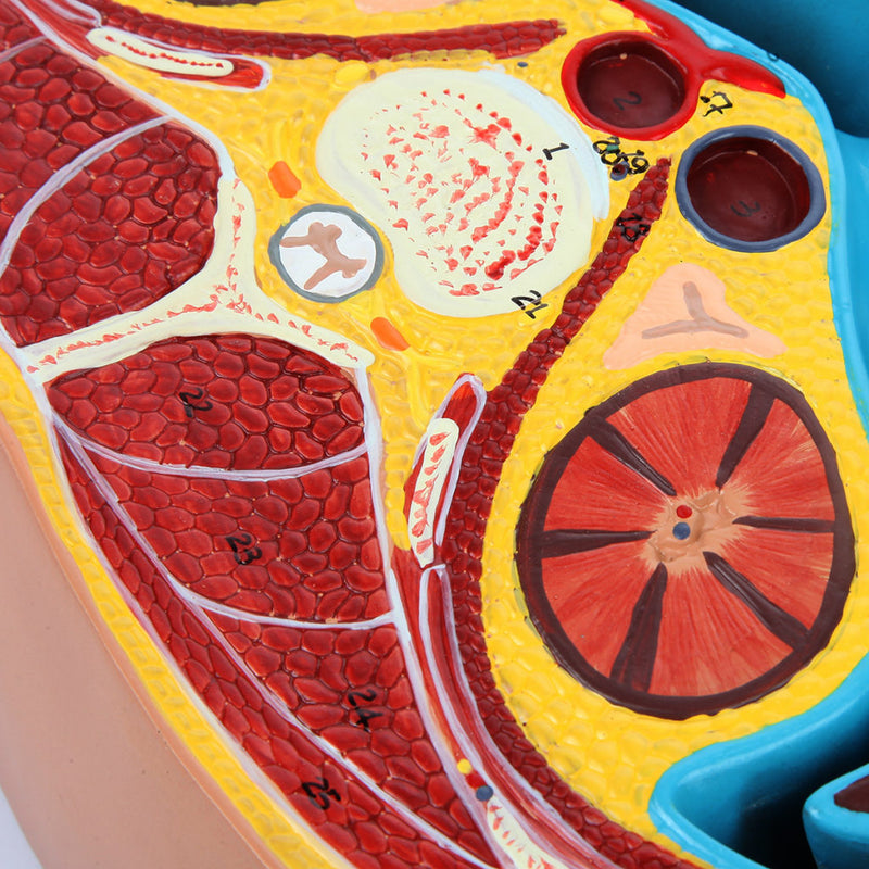 Load image into Gallery viewer, Abdomen Axial Section Model
