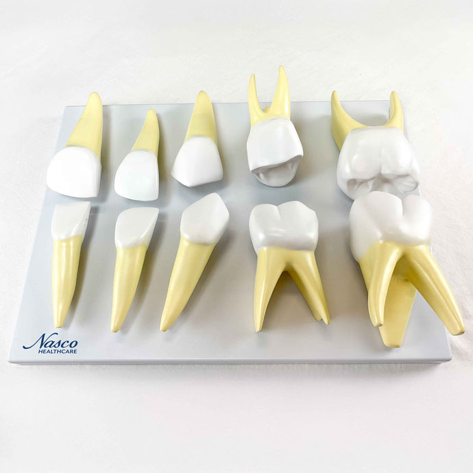 Model Gigi Bayi, 10X Diperbesar [SKU: MG31150]