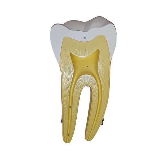 Teeth Models, 10X Enlarged, 5 Part