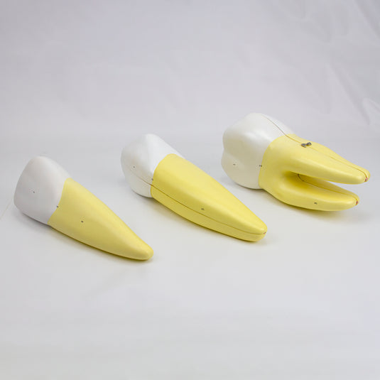 Teeth Models, 10X Enlarged, 5 Part