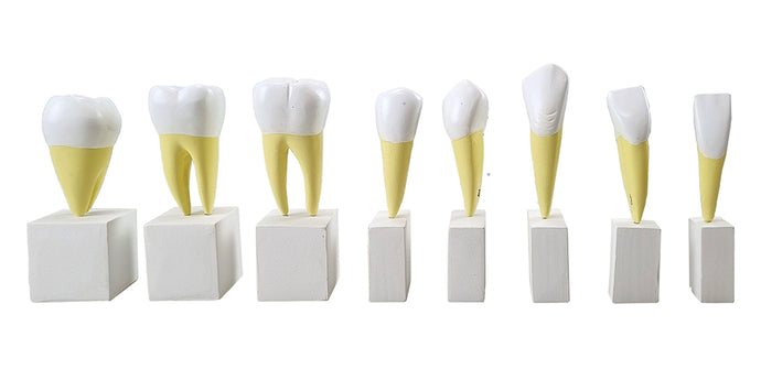 牙齿模型，4倍放大，16个部分 [SKU: MG31152]