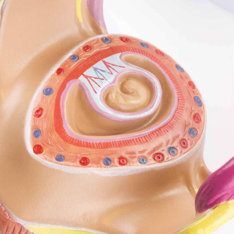 Afbeelding laden in Galerijviewer, Zwangerschapsserie Modellen, Set van 8 [SKU: MG31154]
