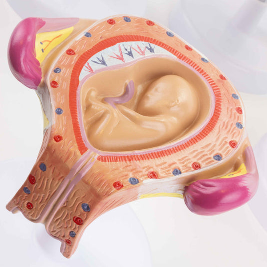 Zwangerschapsserie Modellen, Set van 8 [SKU: MG31154]