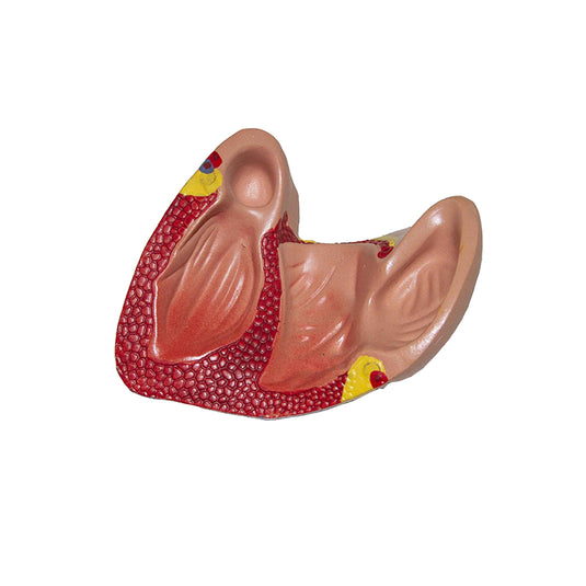 Modelo ng Sistemang Sirkulasyon, Kalahating Sukat [SKU: MG31304]