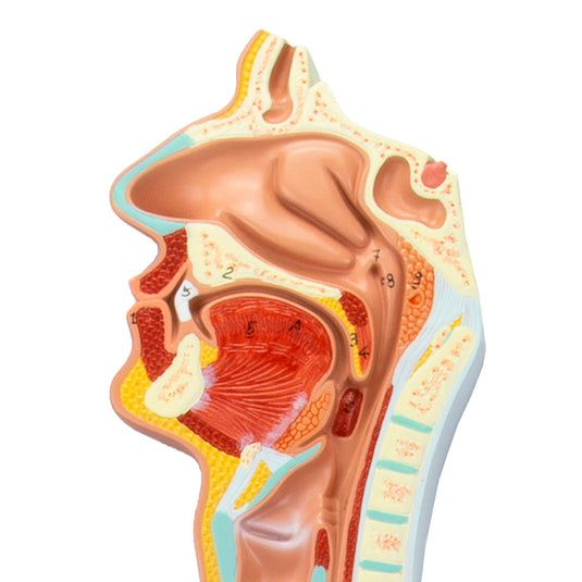 Modelo del Sistema Digestivo, 3 Partes [SKU: MG31317]