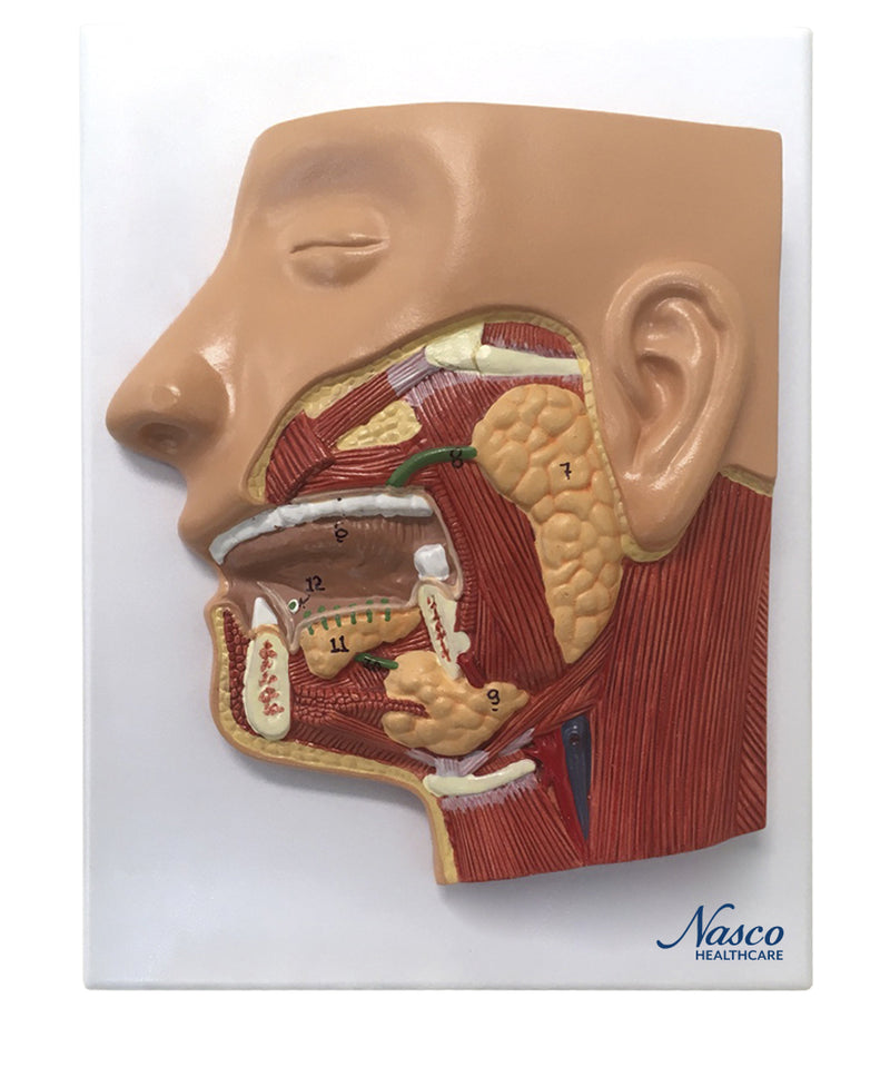 Cargue la imagen en el visor de la galería, Modelo del Sistema Digestivo, 3 Partes [SKU: MG31317]
